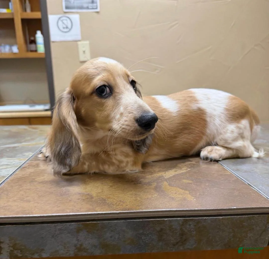 Dachshund dogs for sale: Nelson Travis - Ad 1