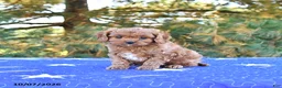 Cavapoo dogs for sale: Bella   - Ad 4