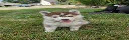 Pomsky dogs for sale: Piper - Ad 8