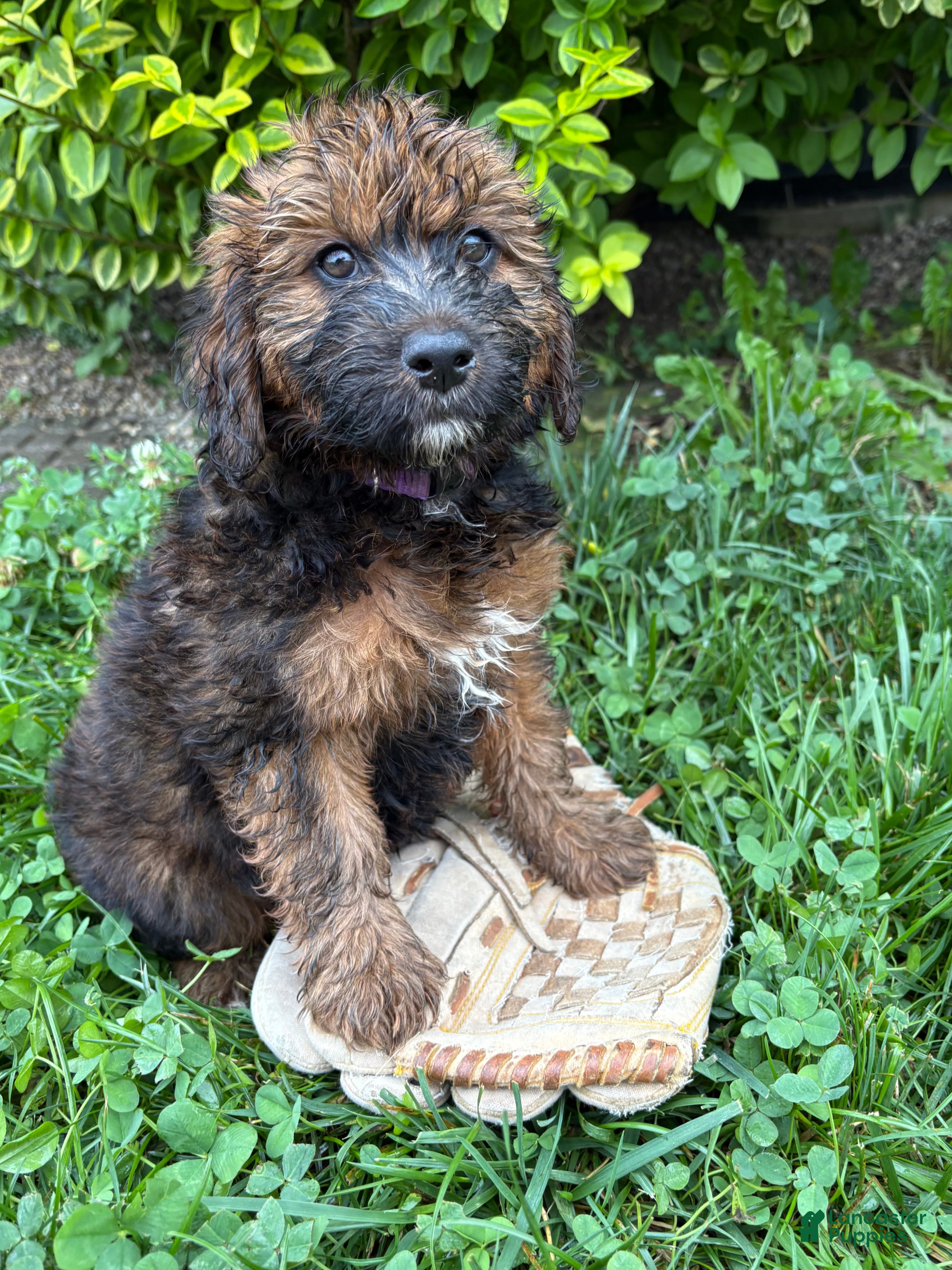 Whoodle dogs Mya - Ad 1