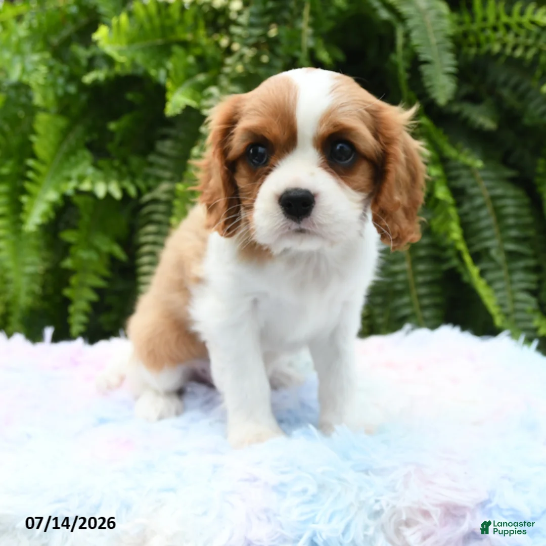 Cavalier King Charles Spaniel dogs for sale: Jenna - Ad 1
