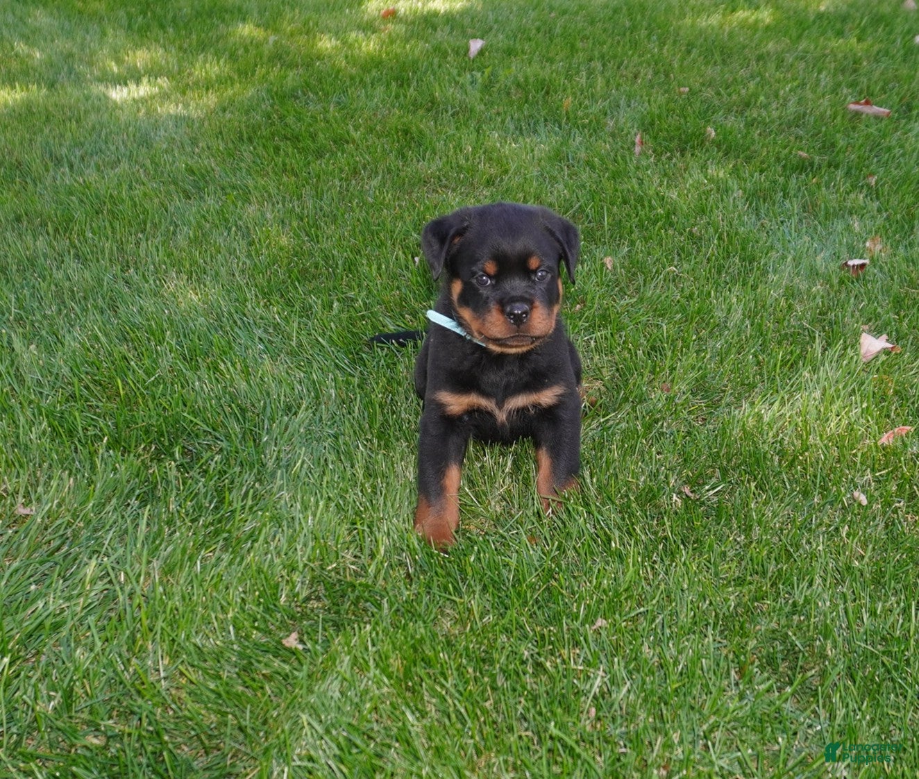 Rottweiler dogs Rio - Ad 2