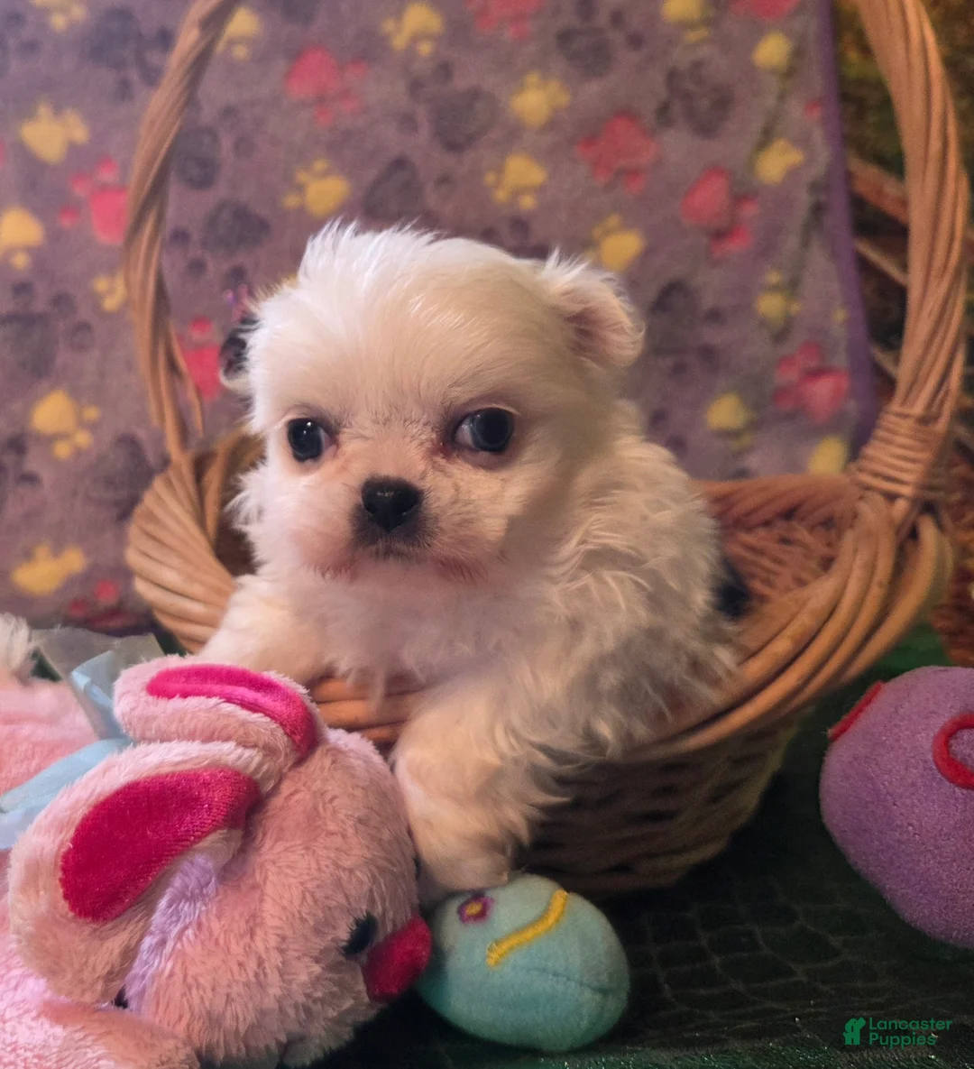 Mixed Breed dogs for sale: Mixed Breed Puppy 8 - Ad 1