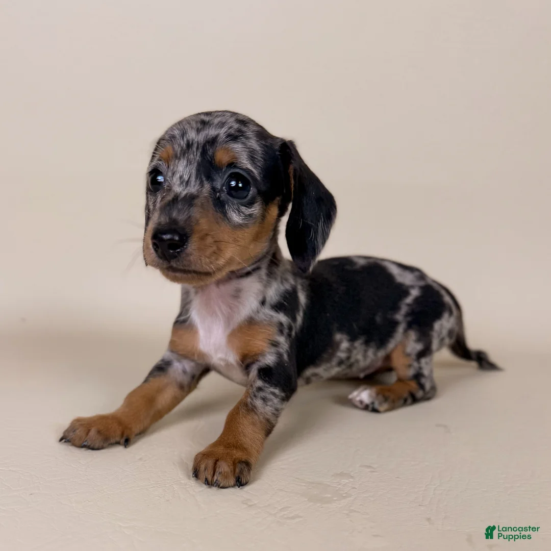 Miniature Dachshund dogs for sale: Dottie - Ad 1
