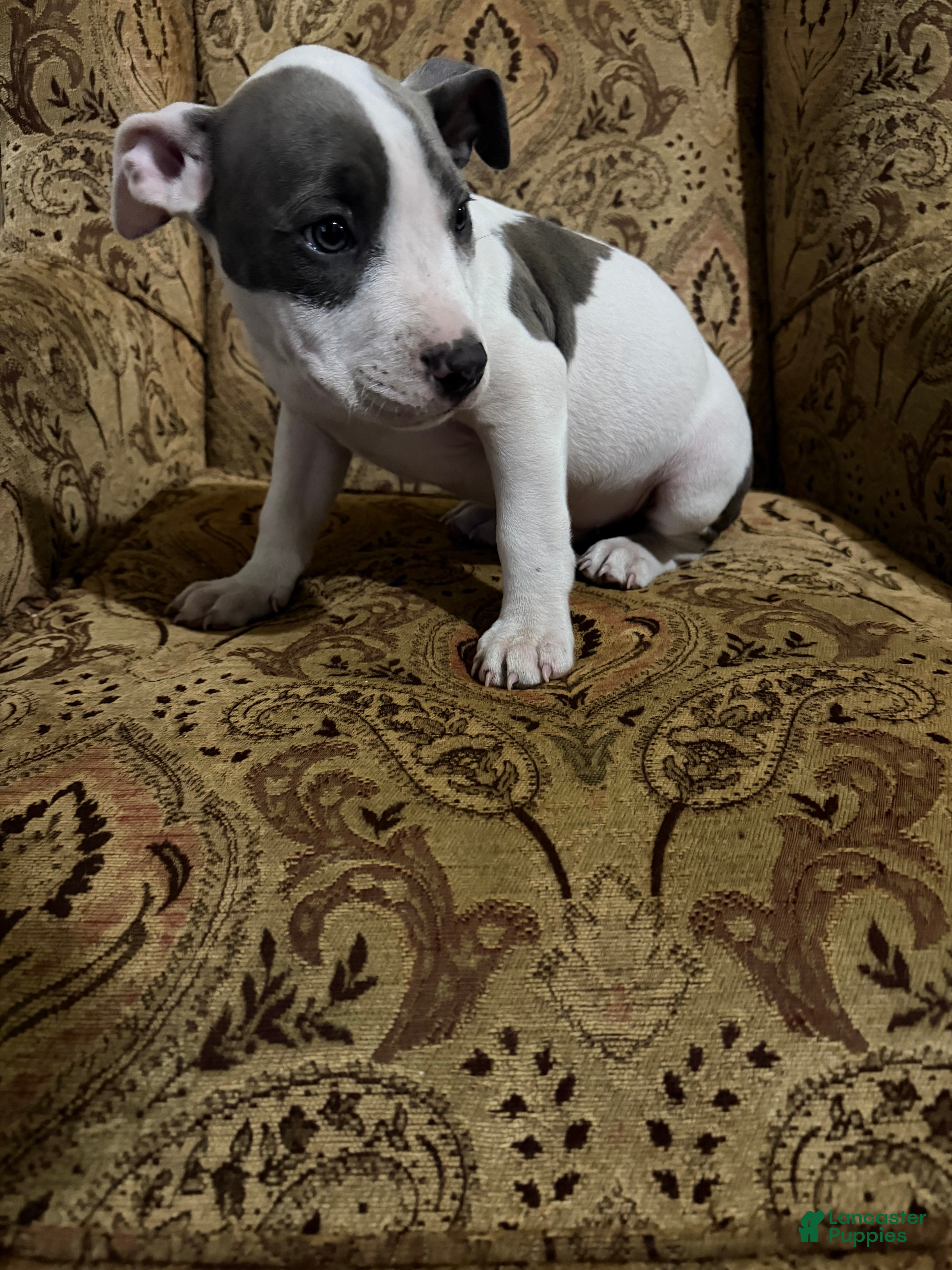 American Pit Bull Terrier dogs American Pit Bull Terrier Puppy 1 - Ad 2