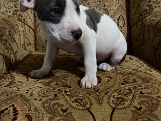 American Pit Bull Terrier dogs American Pit Bull Terrier Puppy 1 - Ad 2
