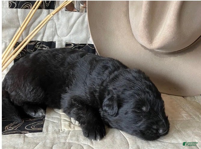 German Shepherd dogs Sage-Female - Ad 3