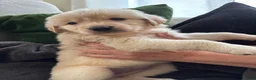 Mixed Breed dogs for sale: Bright pink collar - Ad 4