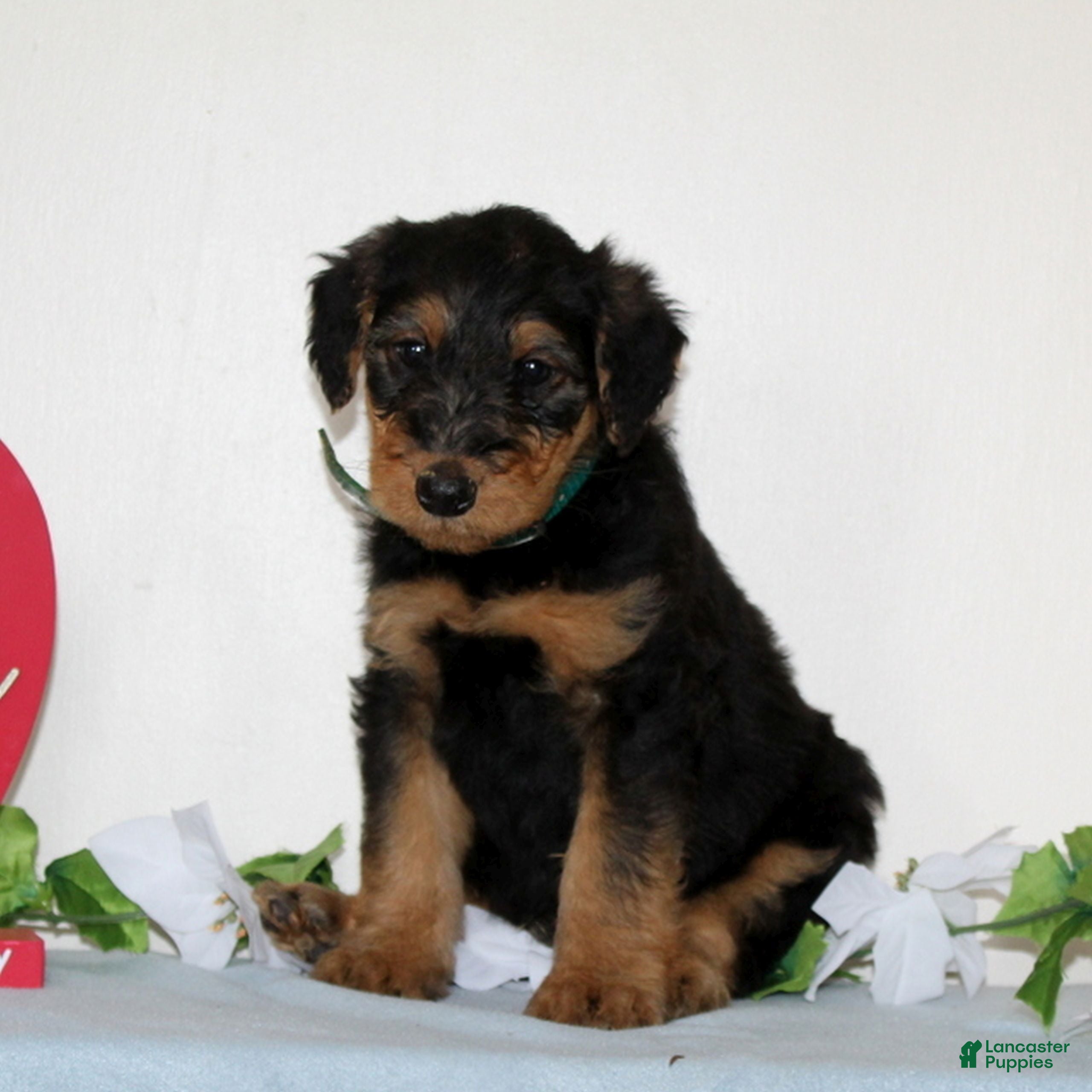 Airedale Terrier dogs Shiloh  - Ad 2