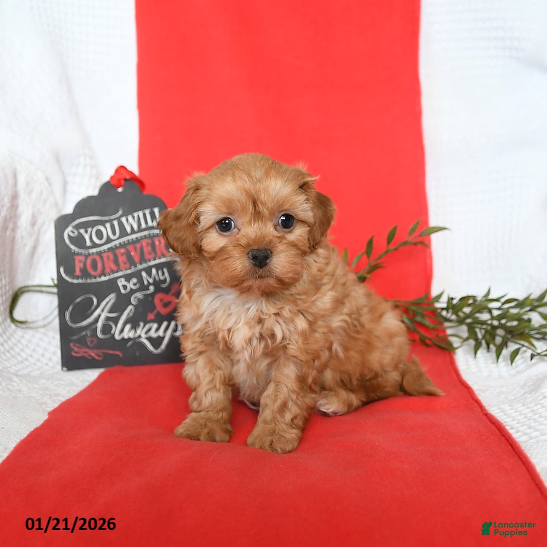 Shihpoo dogs for sale: Domino - Ad 2