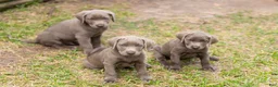 Labrador Retriever dogs for sale: Blue- Male - Ad 7