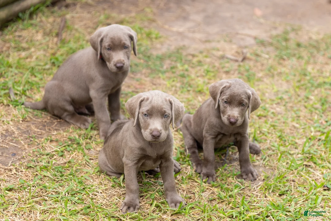 Labrador Retriever dogs for sale: Blue- Male - Ad 7