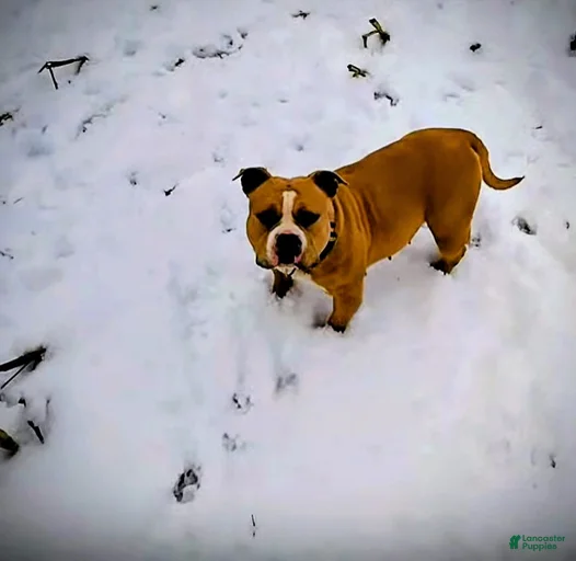 Gallery Image {{count}}