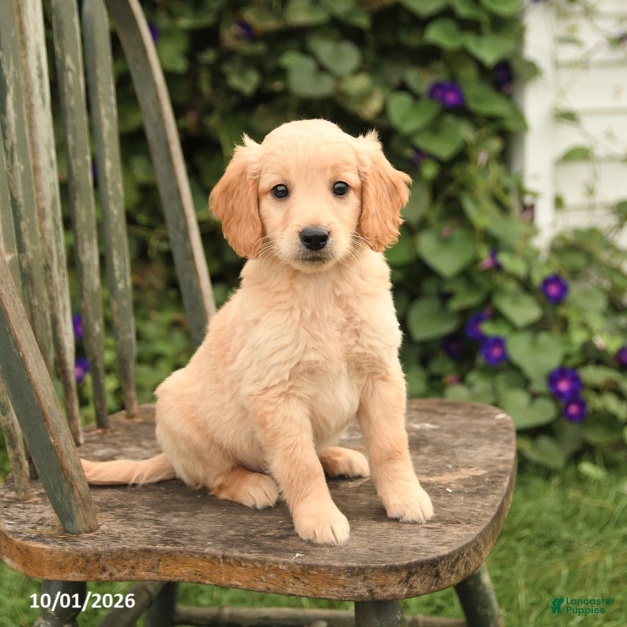 Mini Goldendoodle dogs Dexter - Ad 1