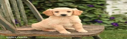 Mini Goldendoodle dogs for sale: Dexter - Ad 1