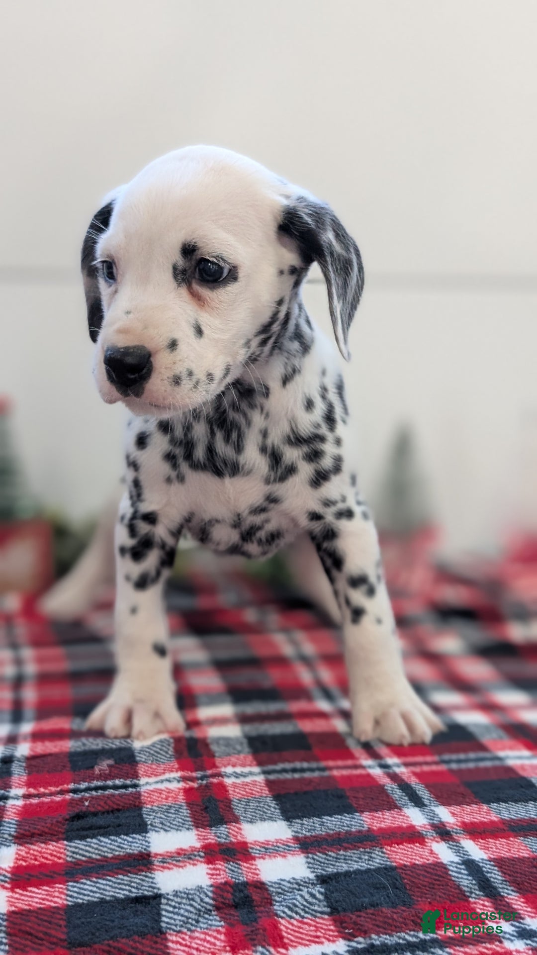 Dalmatian dogs for sale: Maggie - Ad 6