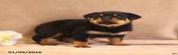 Rottweiler dogs for sale: Tirzah - Ad 3