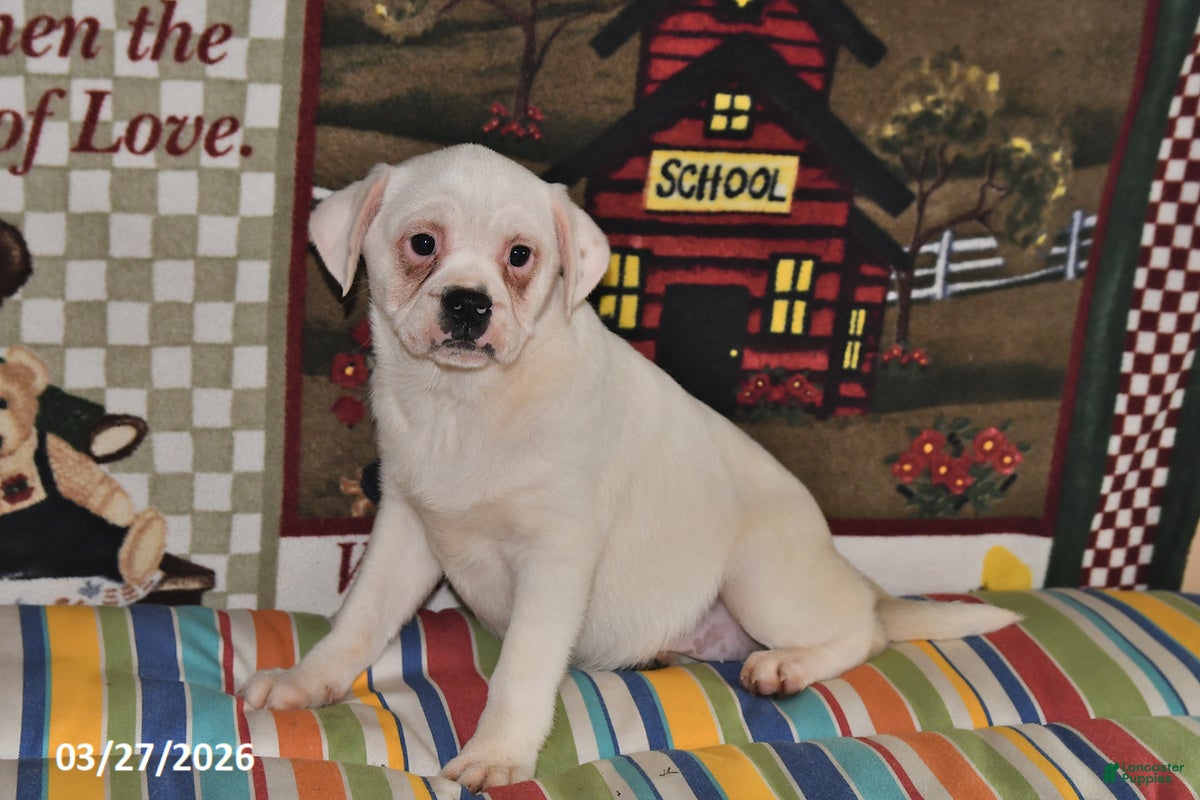 Mixed Breed dogs Jenny - Ad 2