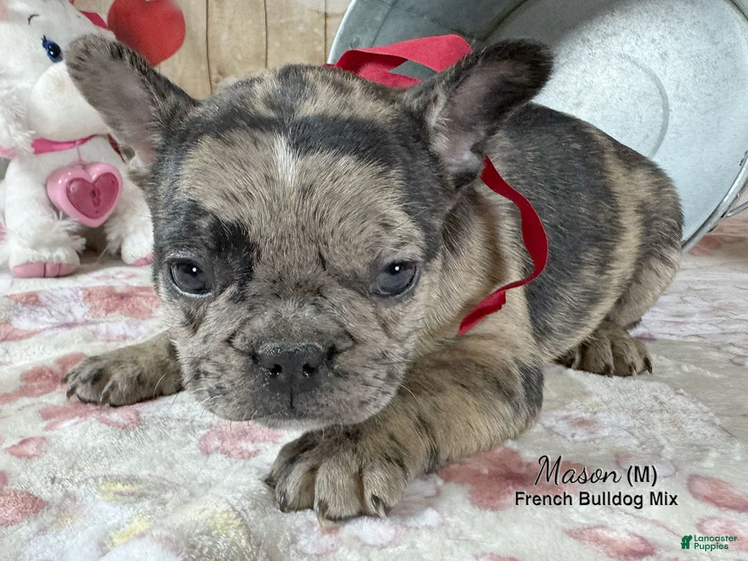 Mixed Breed dogs for sale: Mason - Ad 5