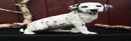 Dalmatian dogs for sale: Josie - Ad 3