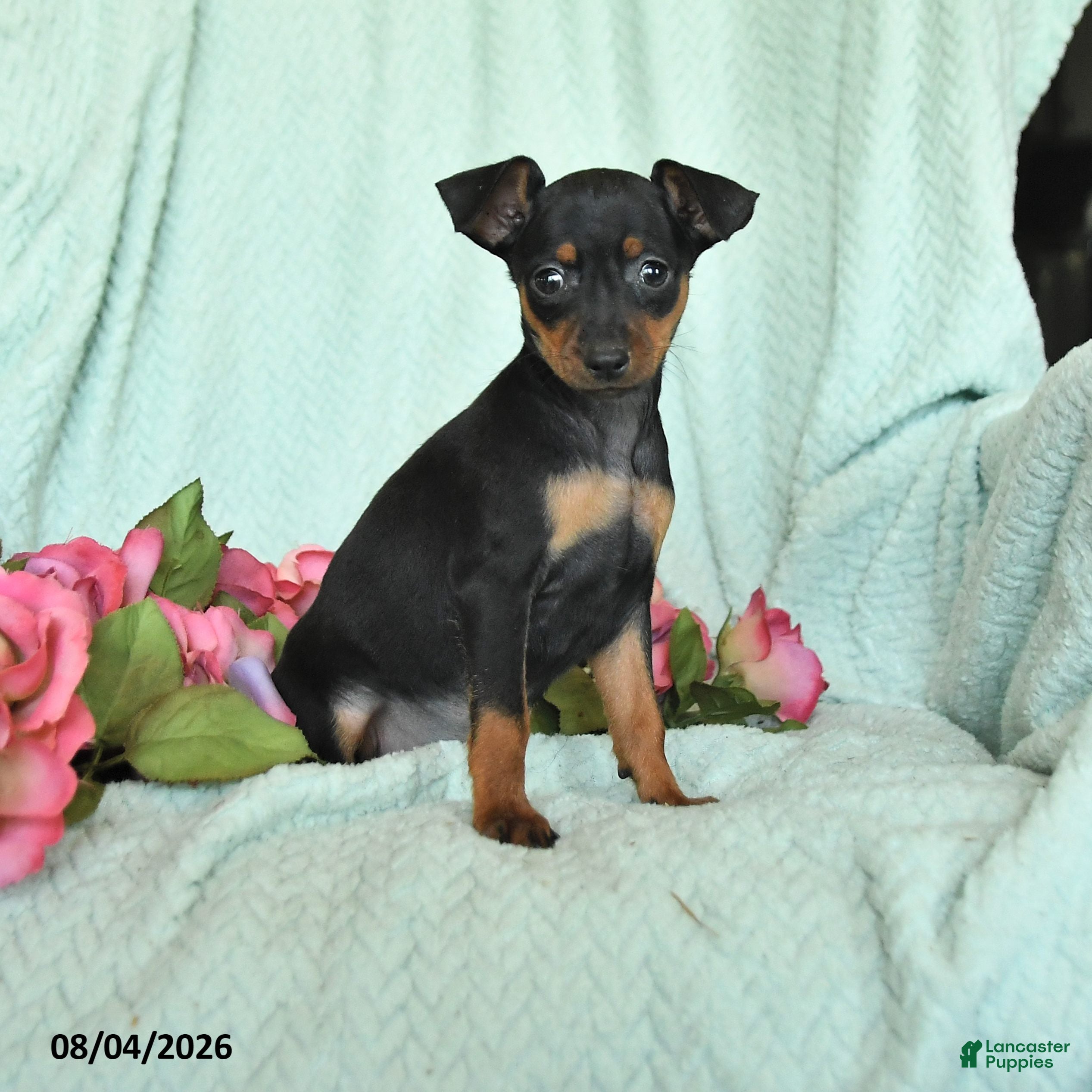 Miniature Pinscher dogs for sale: Nora - Ad 3