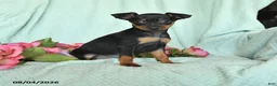 Miniature Pinscher dogs for sale: Nora - Ad 1