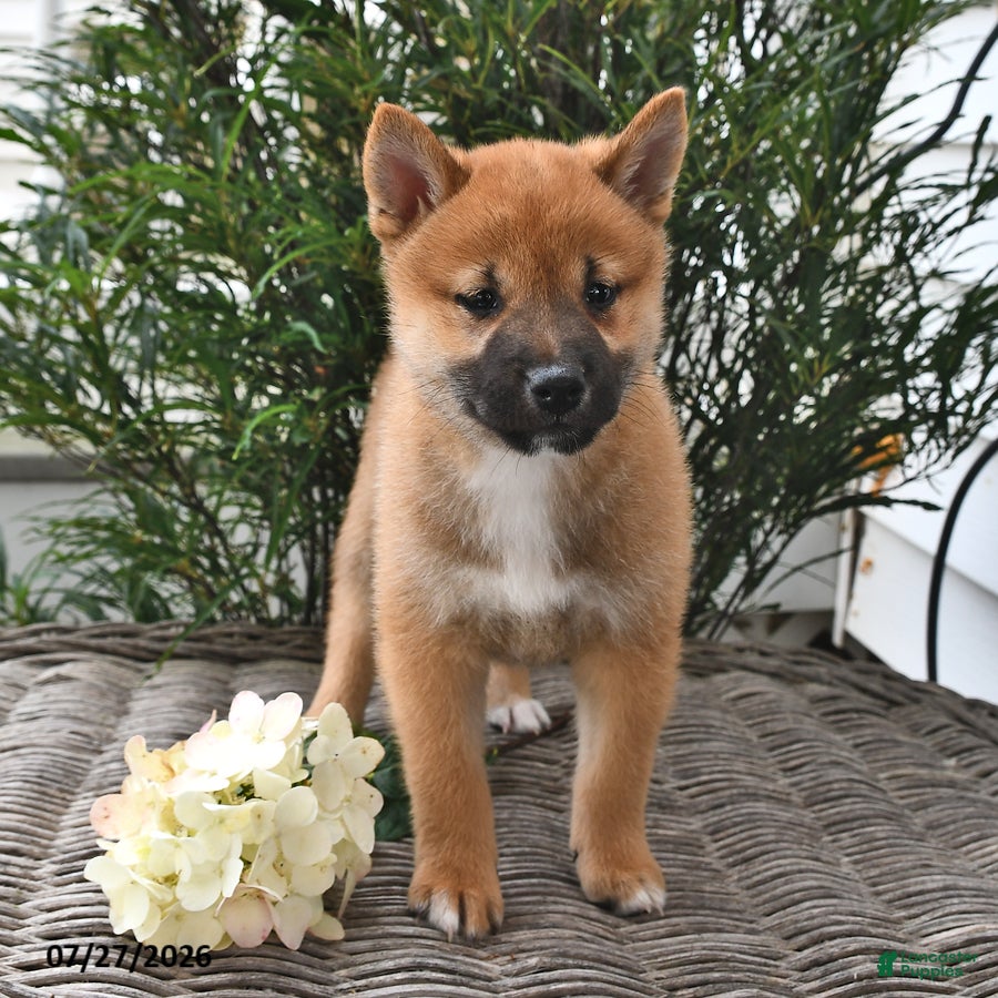 Shiba Inu dogs Slater - Ad 1