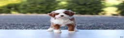 Cavapoo dogs for sale: Angel - Ad 11