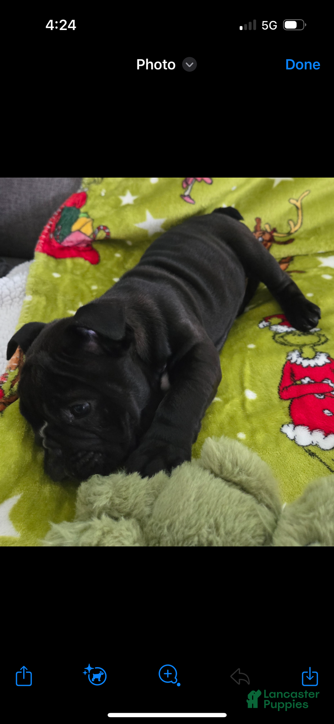 English Bulldog dogs for sale: Lucy - Ad 33