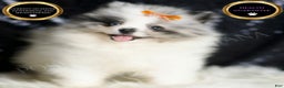 Pomeranian dogs for sale: Mr. Merle - Ad 3