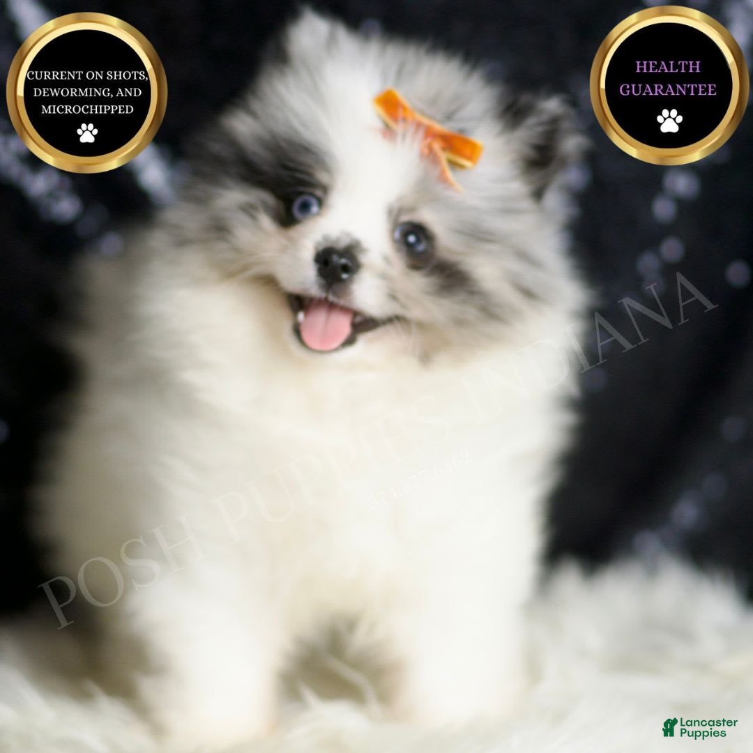 Pomeranian dogs for sale: Mr. Merle - Ad 3