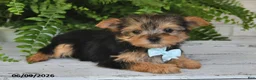 Yorkshire Terrier dogs for sale: Bo - Ad 4