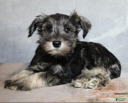 Miniature Schnauzer dogs Rowan - Ad 23