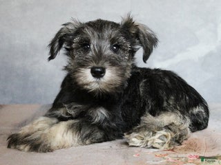 Miniature Schnauzer dogs Rowan - Ad 28