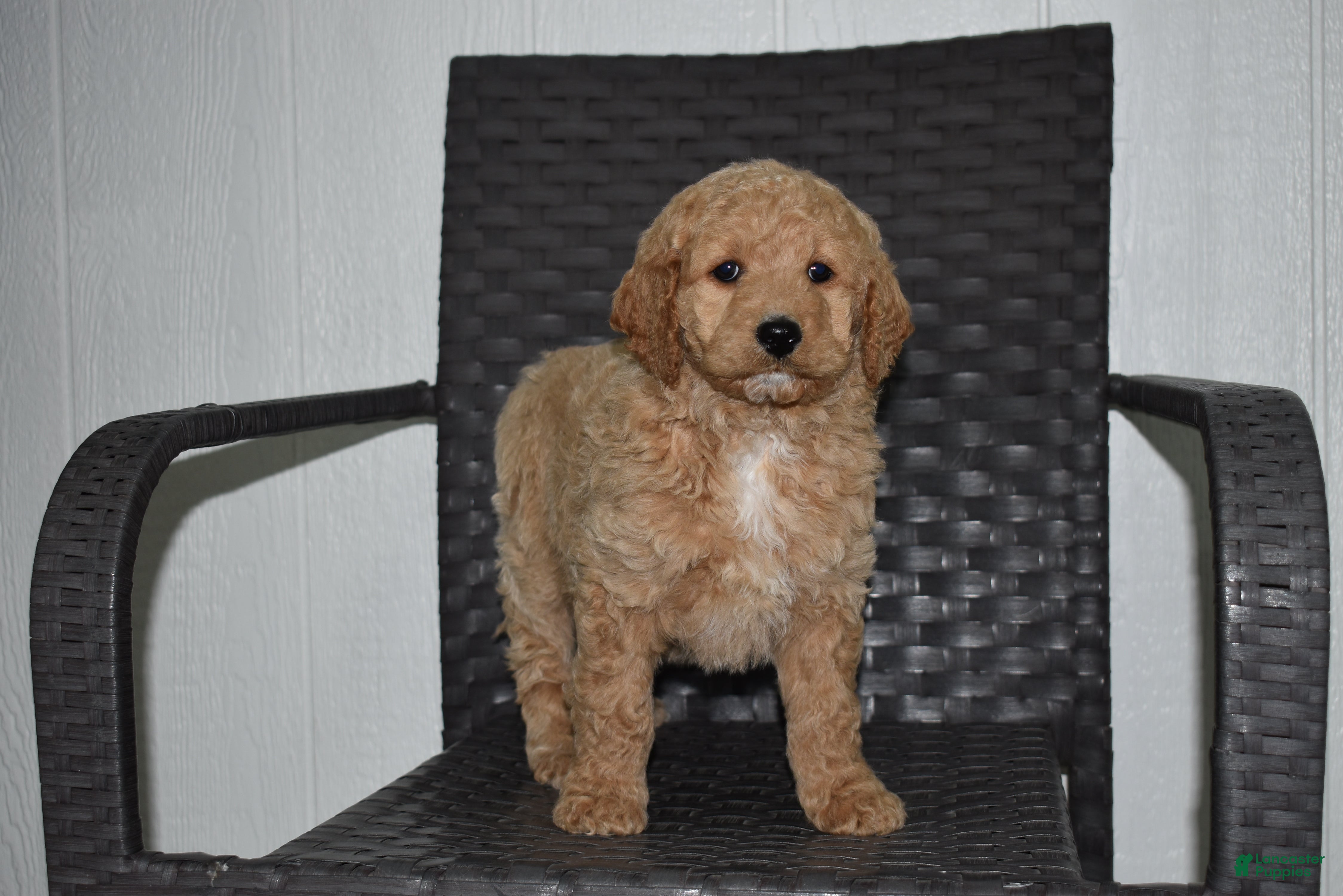 Goldendoodle dogs Sadie  - Ad 26