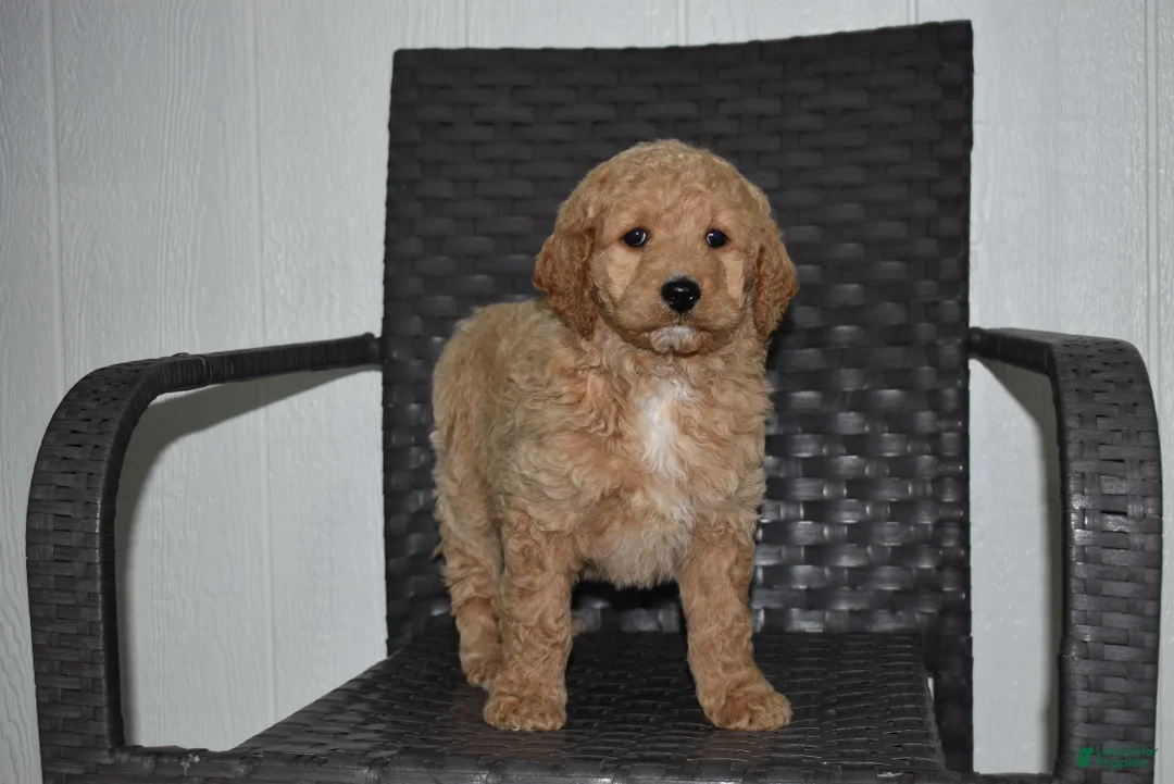 Goldendoodle dogs for sale: Sadie  - Ad 1