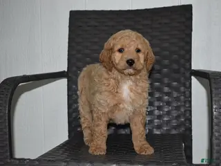 Goldendoodle dogs Sadie - Ad 26