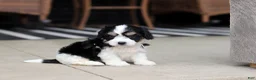 Cavachon dogs for sale: Queen - Ad 7