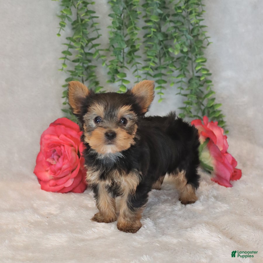 Yorkshire Terrier dogs Mars  - Ad 2