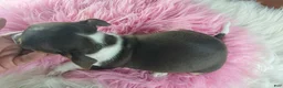 Chihuahua dogs for sale: Chocolate teacup Chihuahua girl. Hand delivery - Ad 5