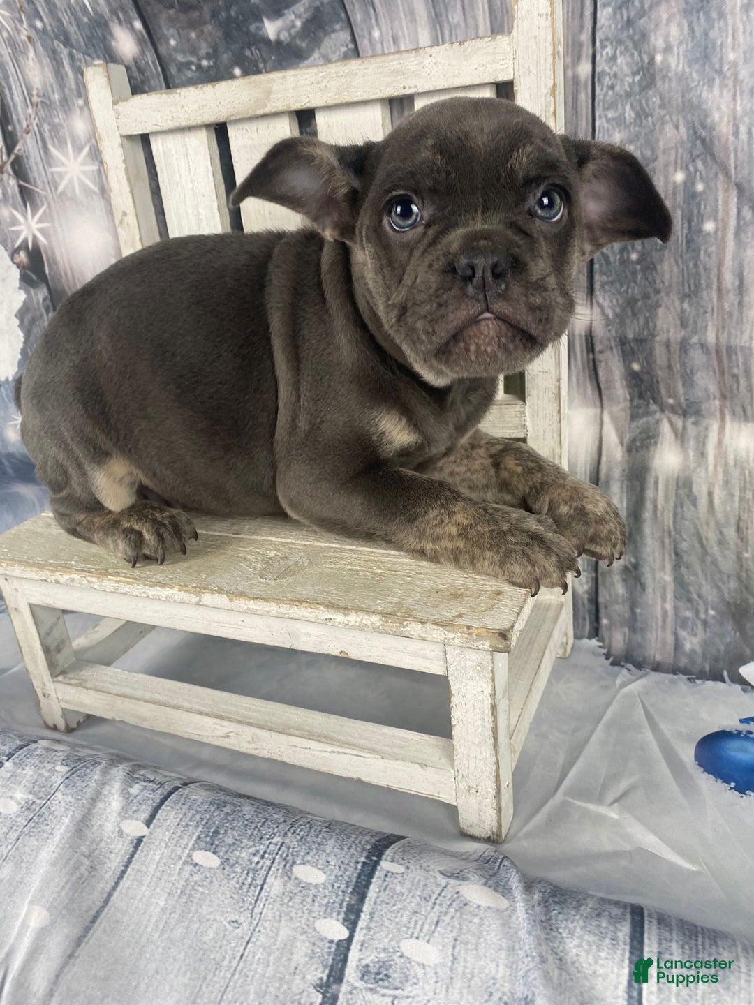 Mixed Breed dogs for sale: Billy - Ad 6