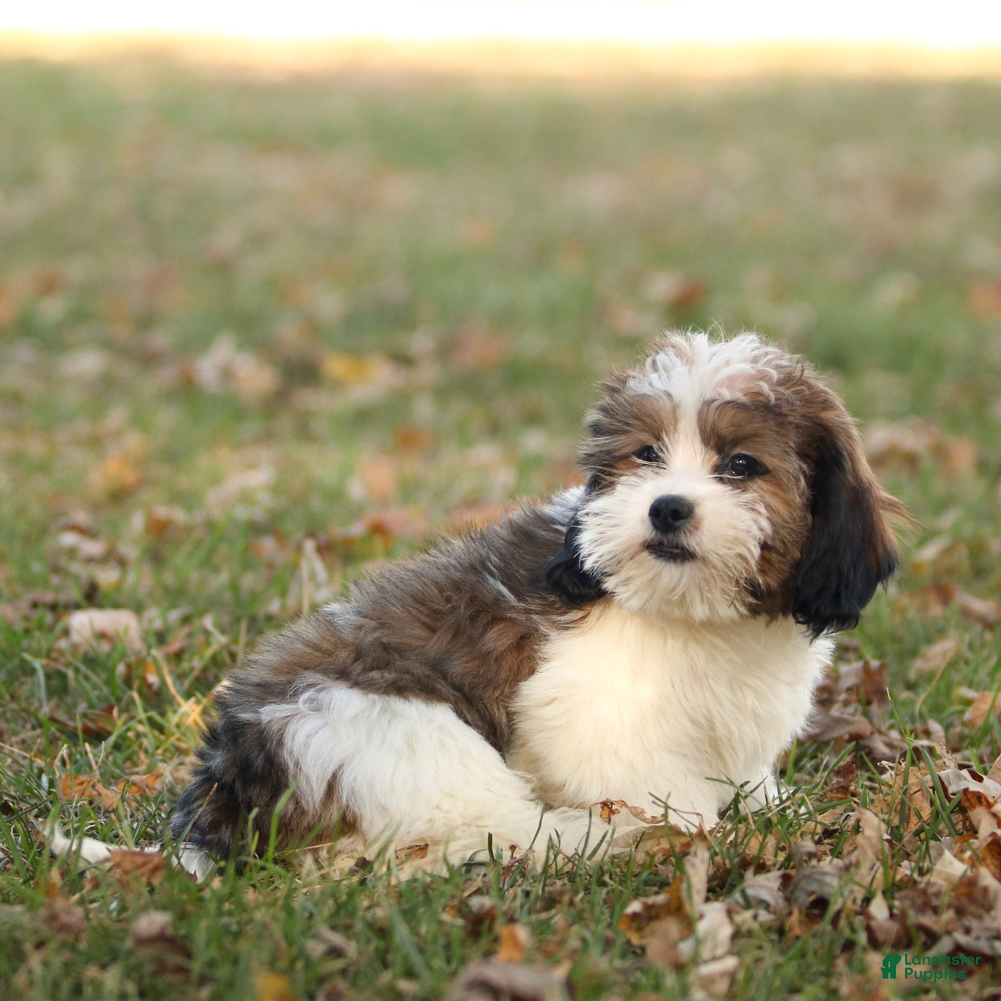 Mixed Breed dogs Mason - Ad 3