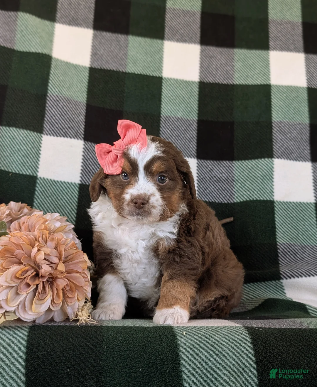 Mini Aussiedoodle dogs for sale: Lexus - Ad 5