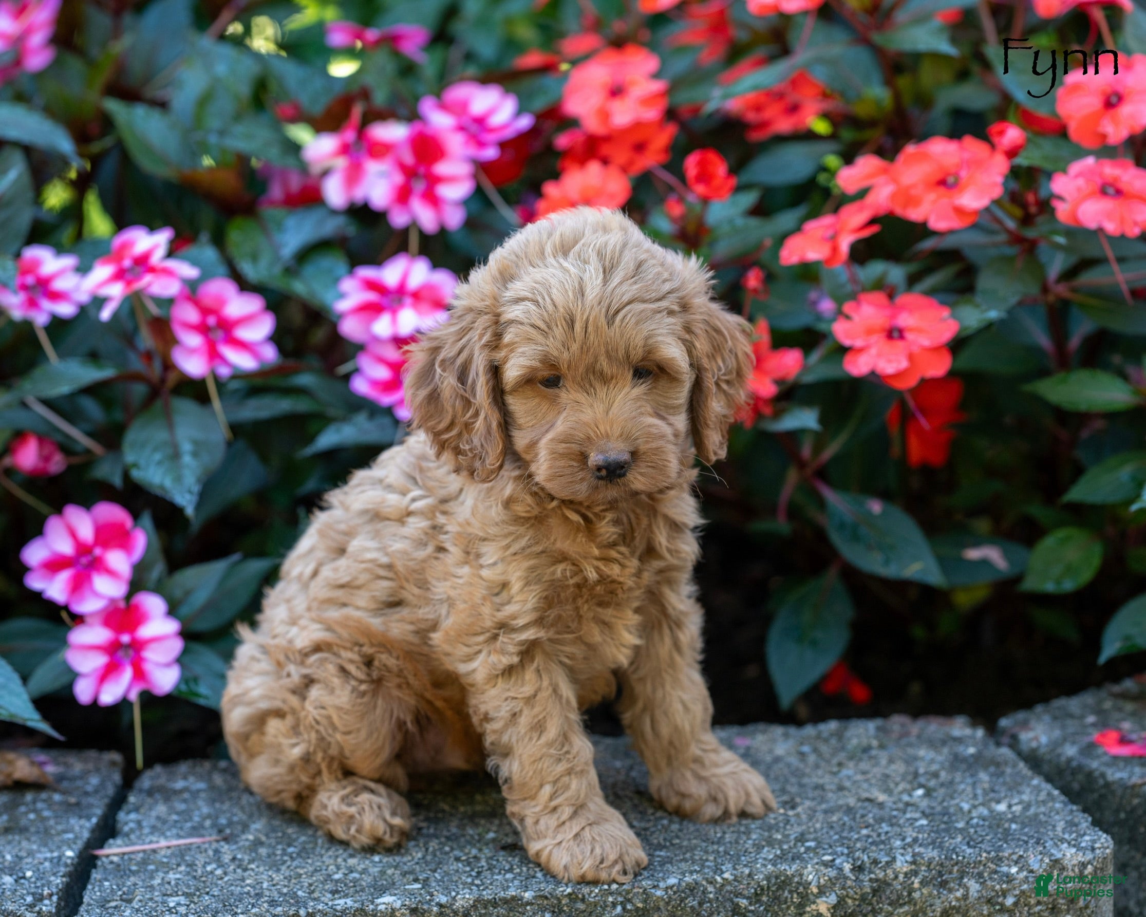 Cockapoo dogs Fynn - Ad 1