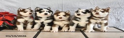 Siberian Husky dogs for sale: Pansy - Ad 3