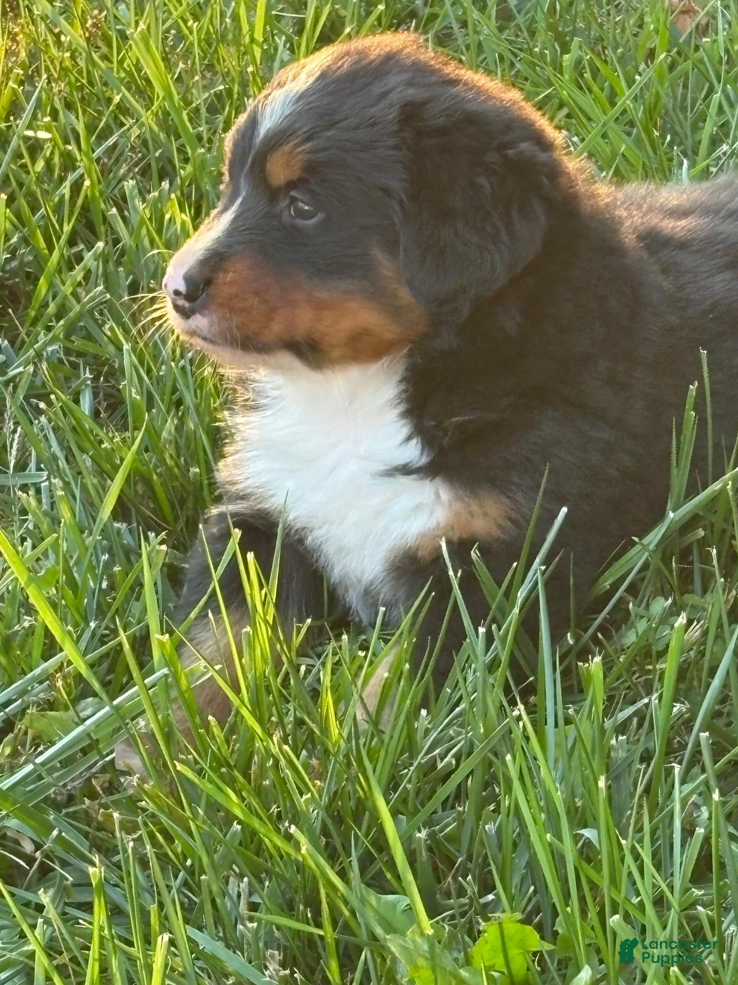 Bernese Mountain Dog dogs for sale: Bubbles - Ad 2