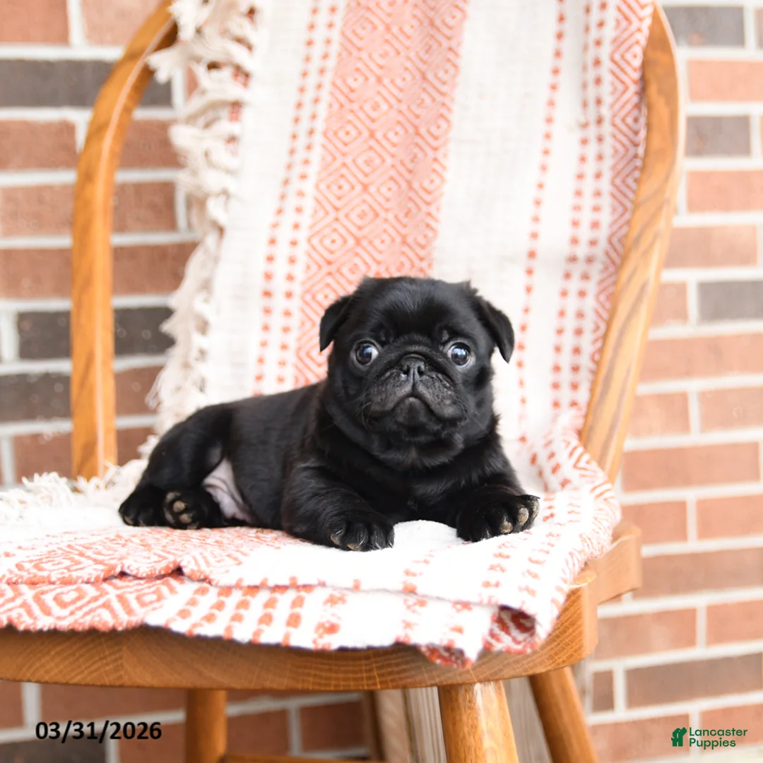 Pug dogs for sale: Oscar - Ad 1