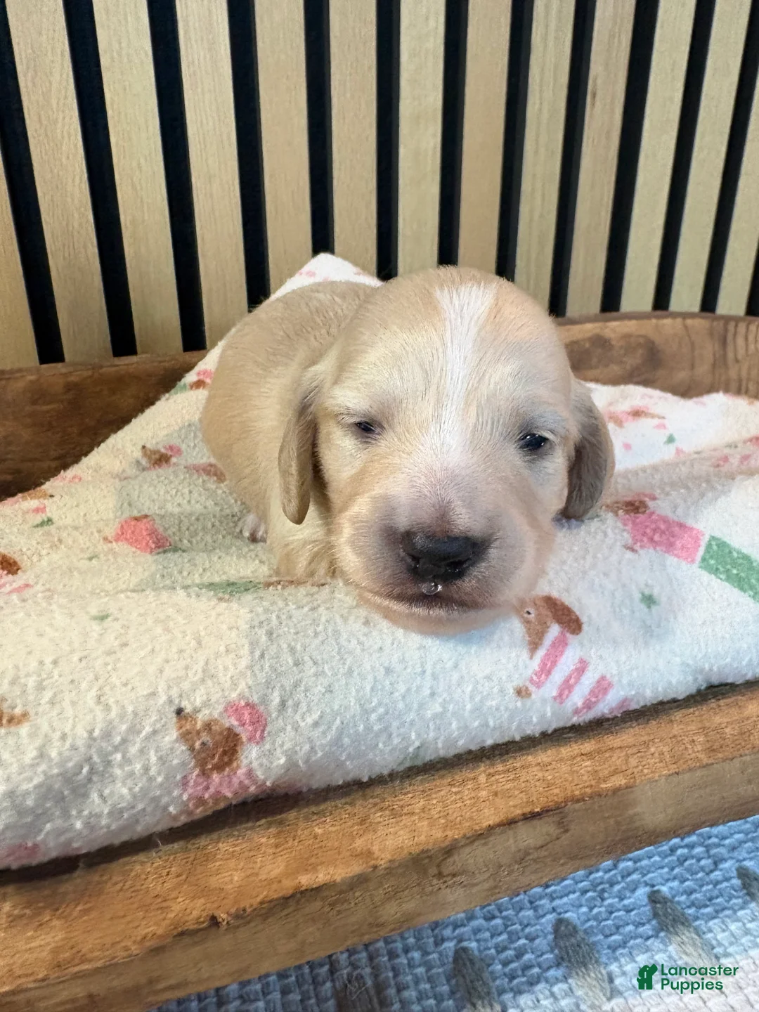 Miniature Dachshund dogs for sale: Ginger - Ad 1