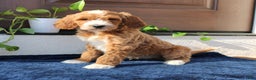Goldendoodle dogs for sale: Paxton  - Ad 4