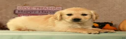 Golden Retriever dogs for sale: Spencer - Ad 6